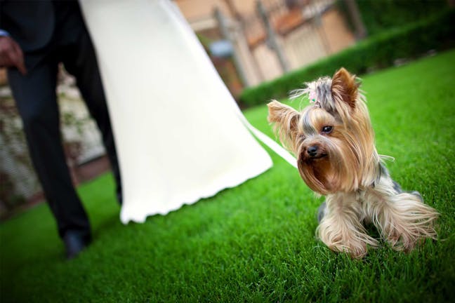 How to Train Your Dog to Be a Ring Bearer