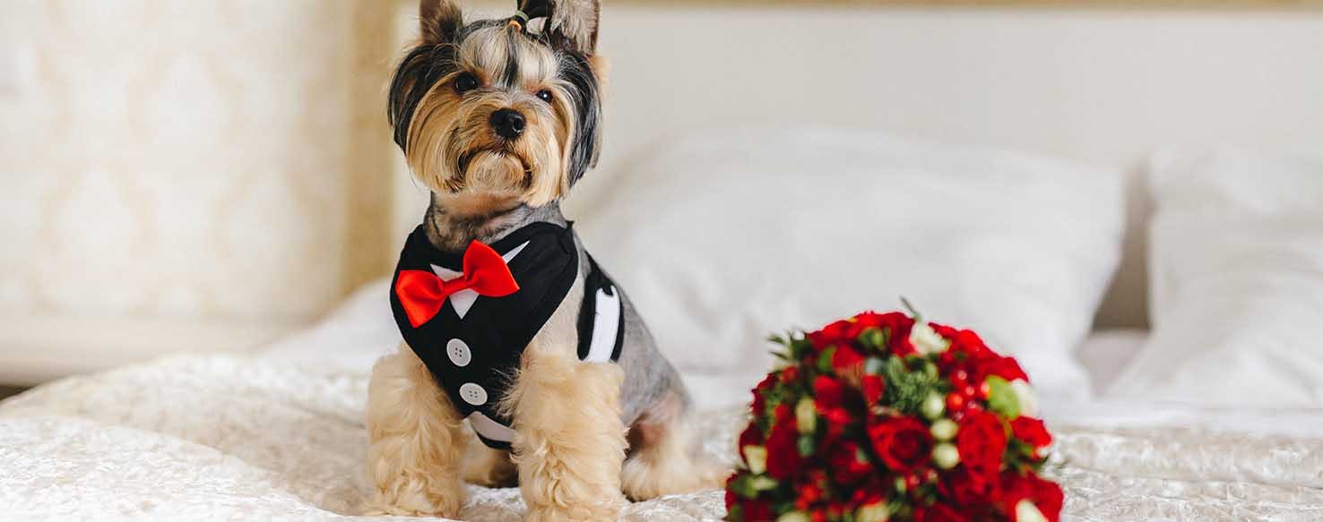 Solo Approach method for How to Train Your Dog to Be a Ring Bearer