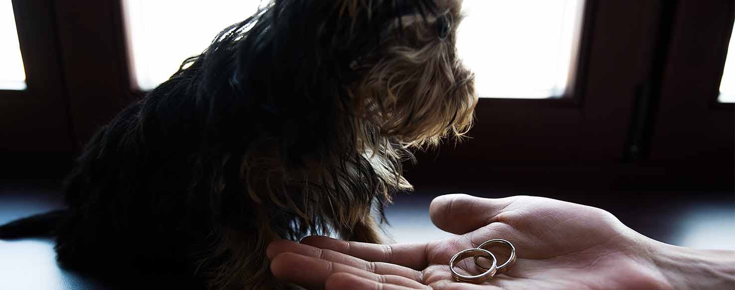 Teaching to Carry method for How to Train Your Dog to Be a Ring Bearer