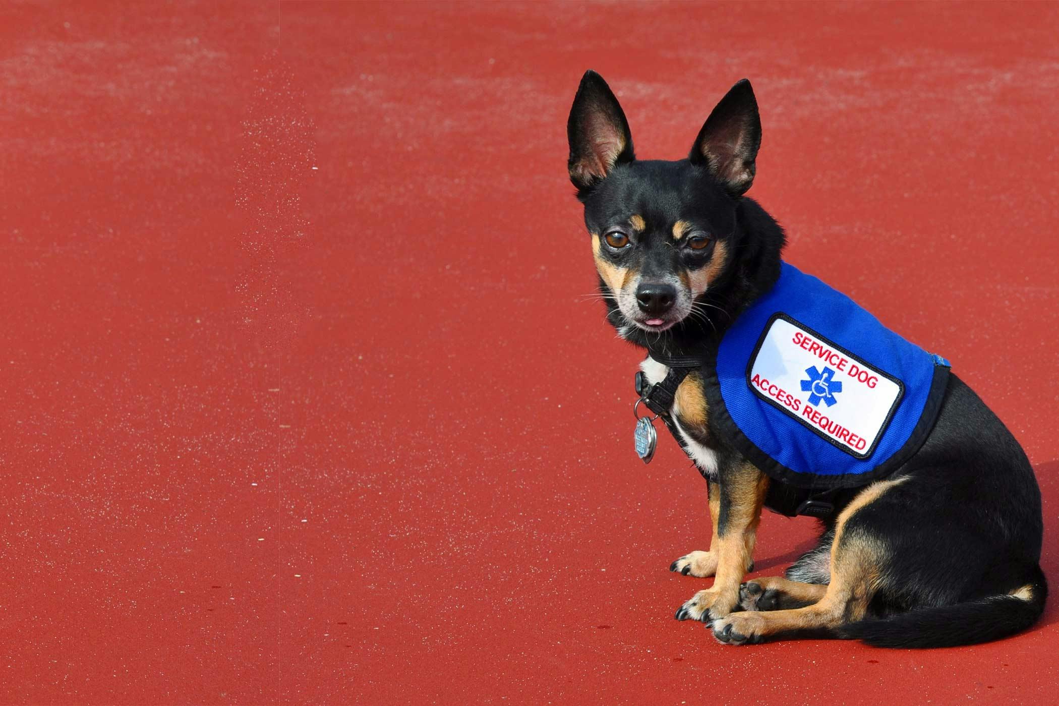 Chihuahua Dog to Be a Service Dog 