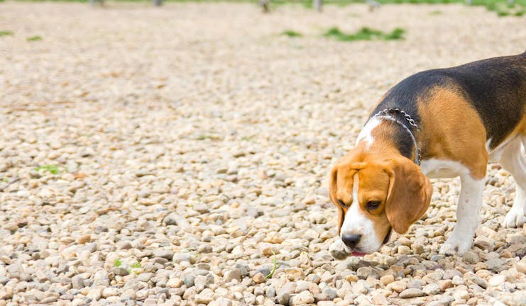 How to Train Your Beagle Dog to Be a Sniffer Dog