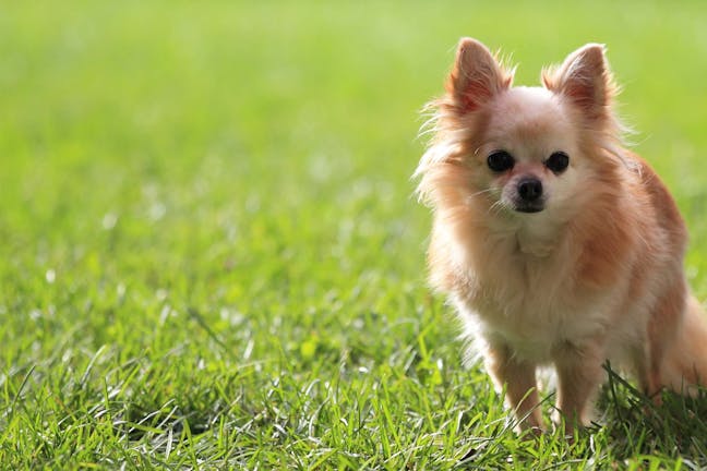 How to Train Your Chihuahua Dog to Be Calm