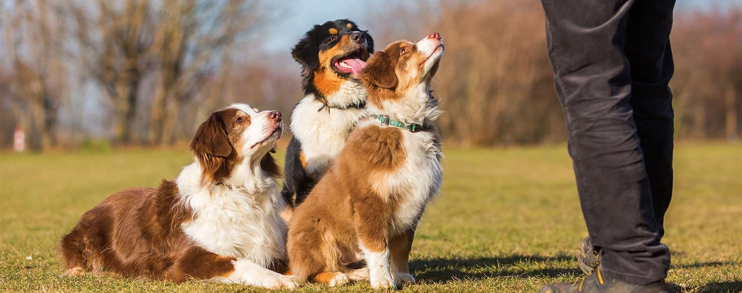 Teach Sit and Stay method for How to Train Your Dog to Be Calm Around Other Dogs