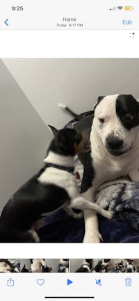 How To Train Your Dog To Be Calm Around Strangers