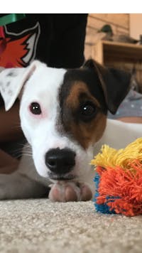 How To Train Your Dog To Be Calm Around Strangers