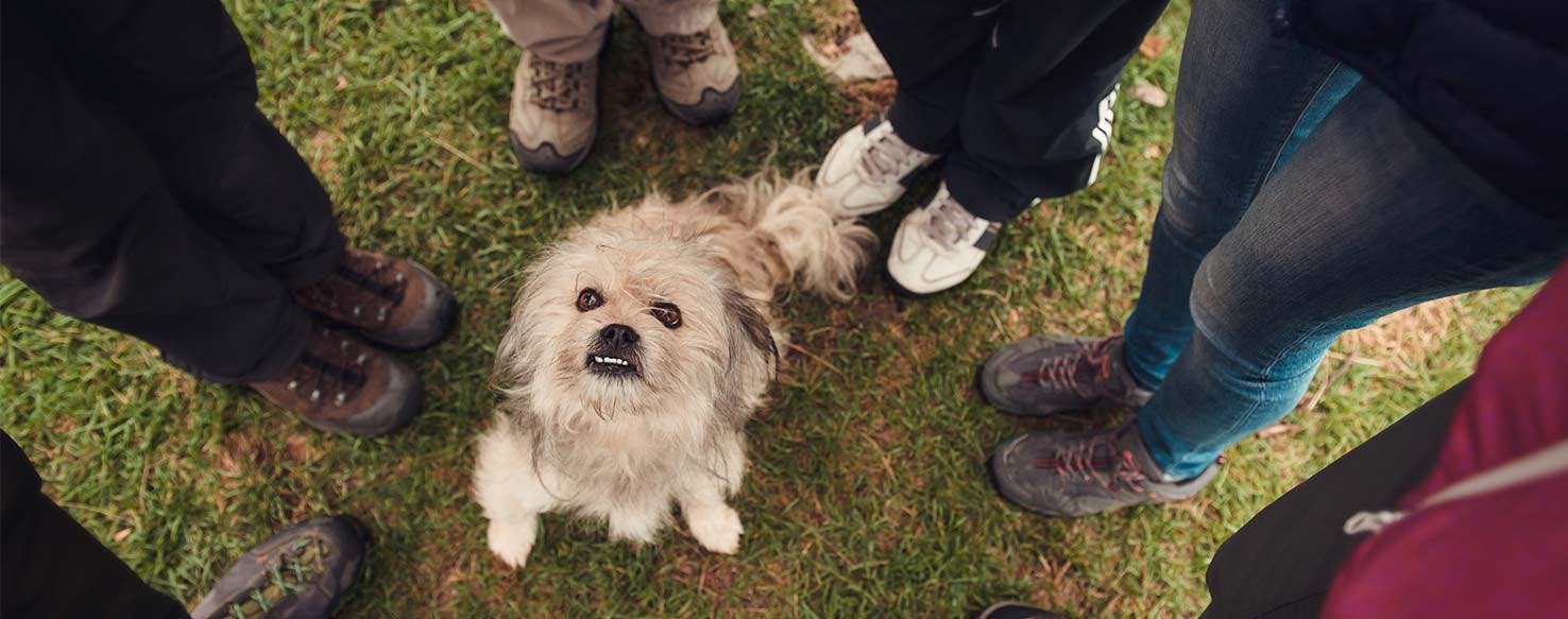 Desensitize method for How to Train Your Dog to Be Calm Around Strangers