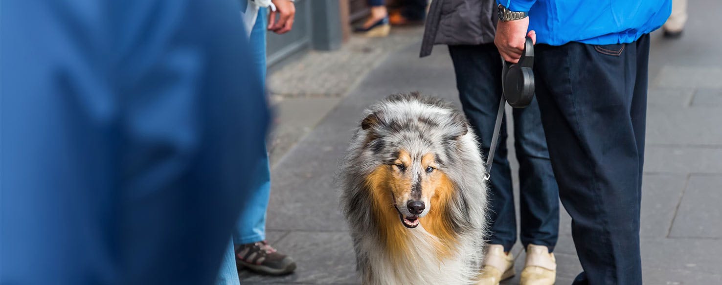 Ignore method for How to Train Your Dog to Be Calm Around Strangers