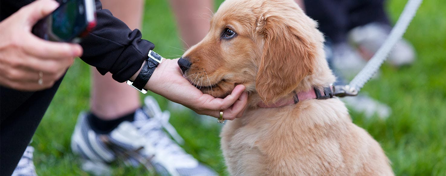 Down and Stay method for How to Train Your Dog to Be Calm Around Strangers