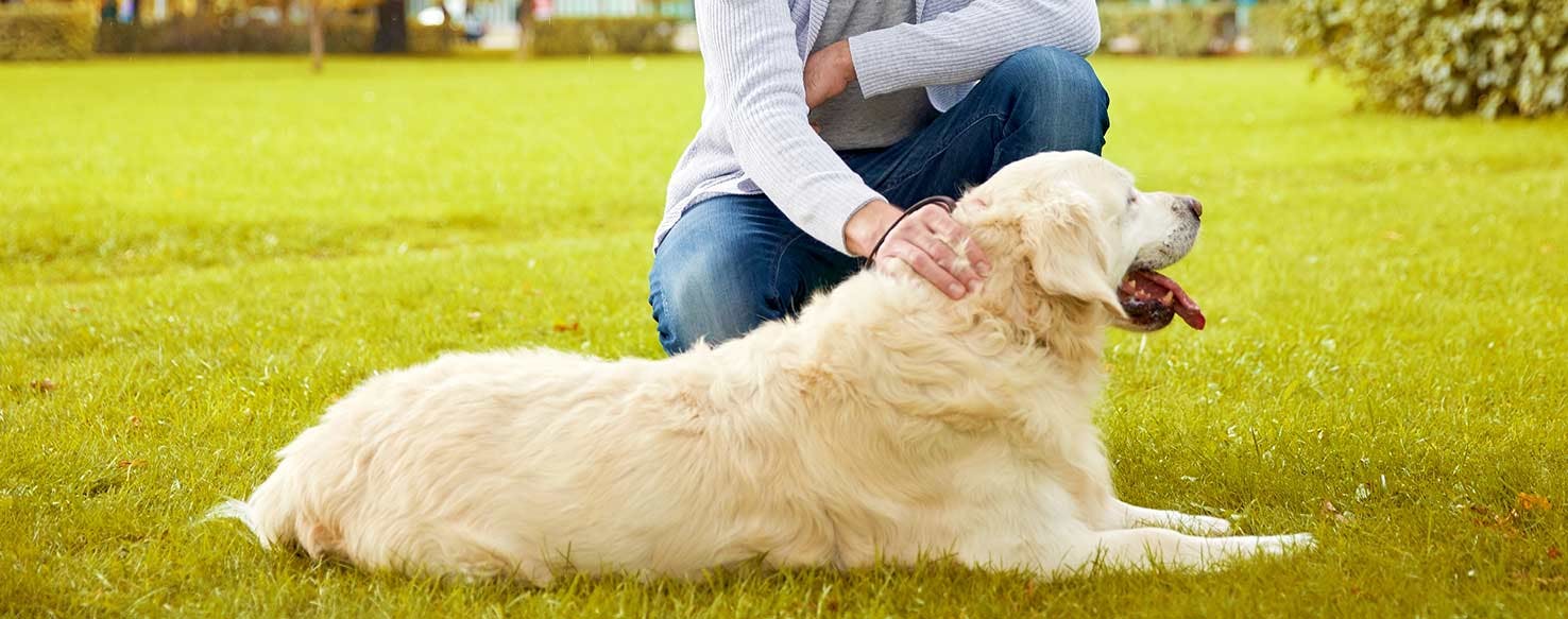 Down with Settle method for How to Train Your Dog to Be Calm