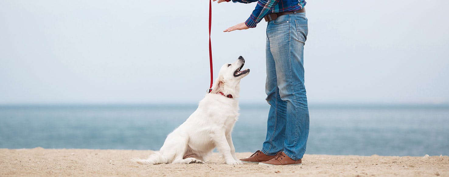 Ignore and Reinforce method for How to Train Your Dog to Be Calm