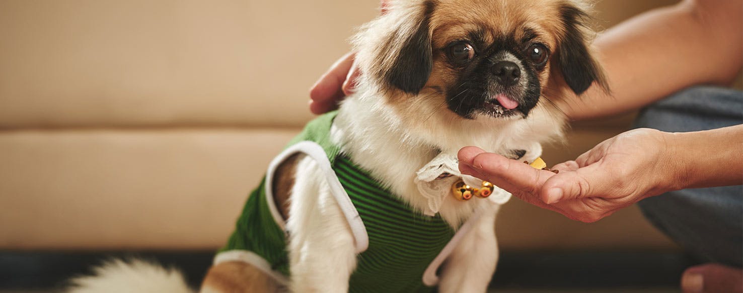 Go to Place method for How to Train Your Dog to Be Calm
