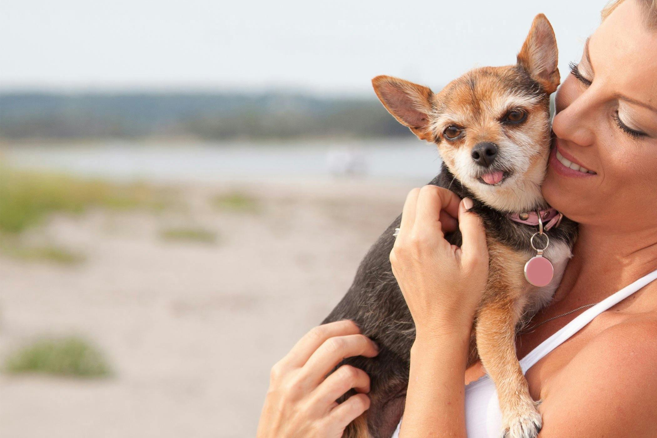 How to Train Your Chihuahua Dog to Be Friendly Wag!