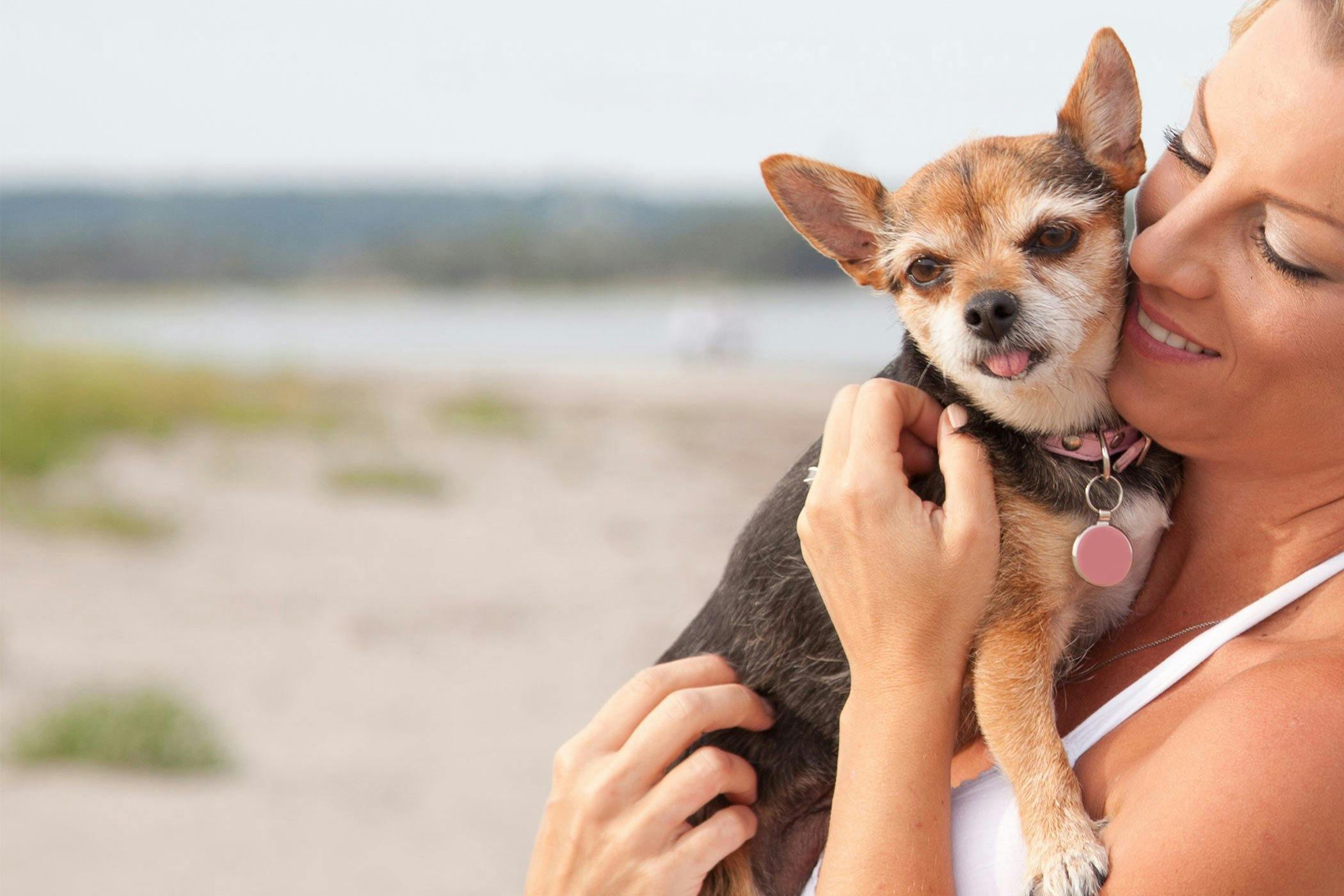 friendly chihuahua train training dog