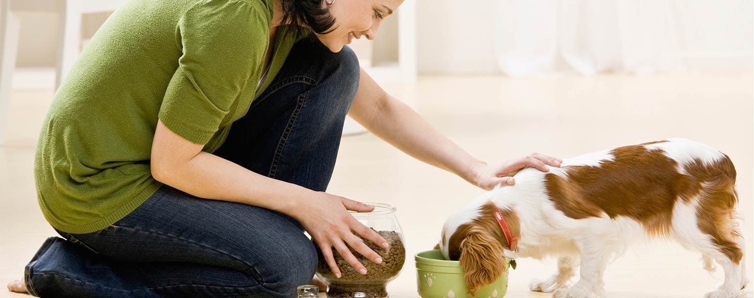 Using an Implement method for How to Train Your Dog to Be Gentle