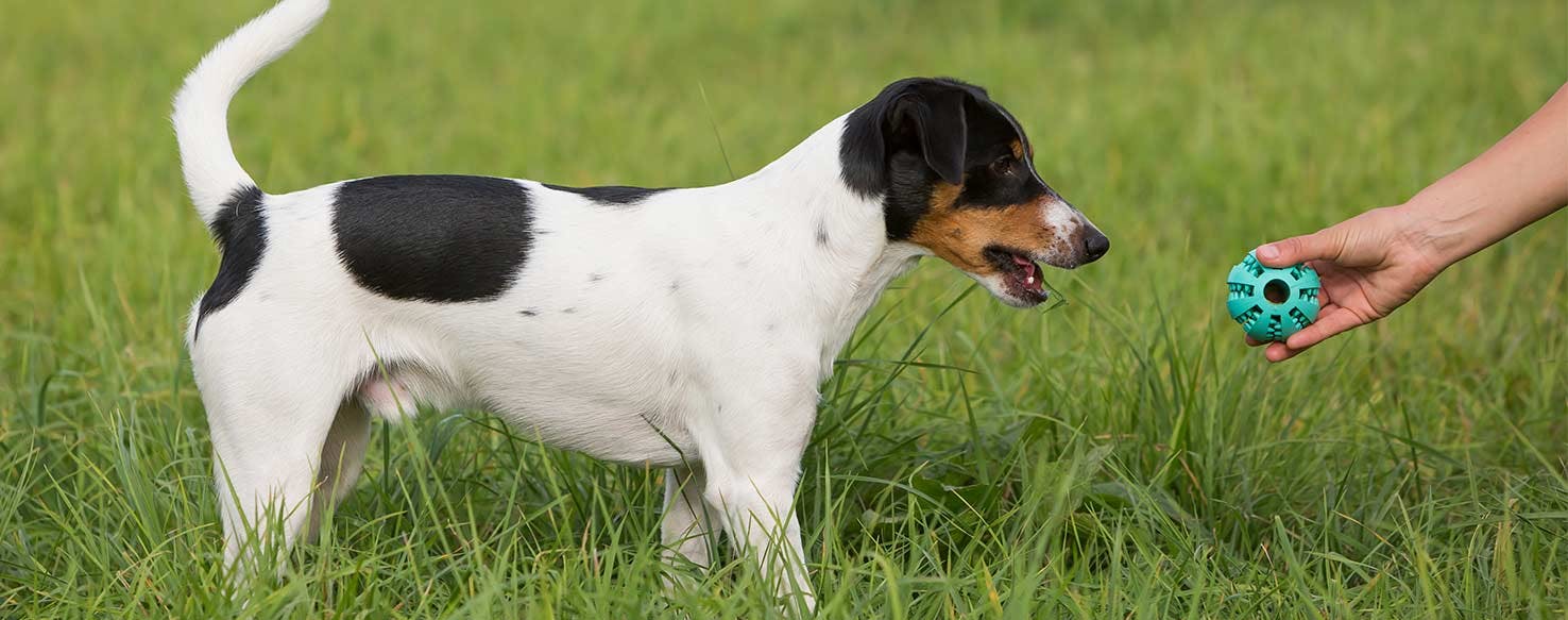 Play Gently with Toy method for How to Train Your Dog to Be Gentle