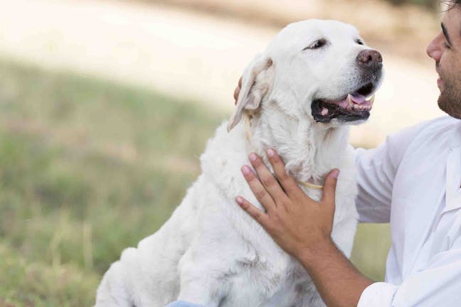 How to Train Your Dog to Be Loyal