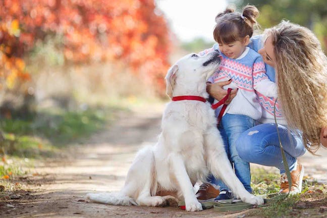 How to Train Your Dog to Be More Social How to Train Your Dog to Be More Social