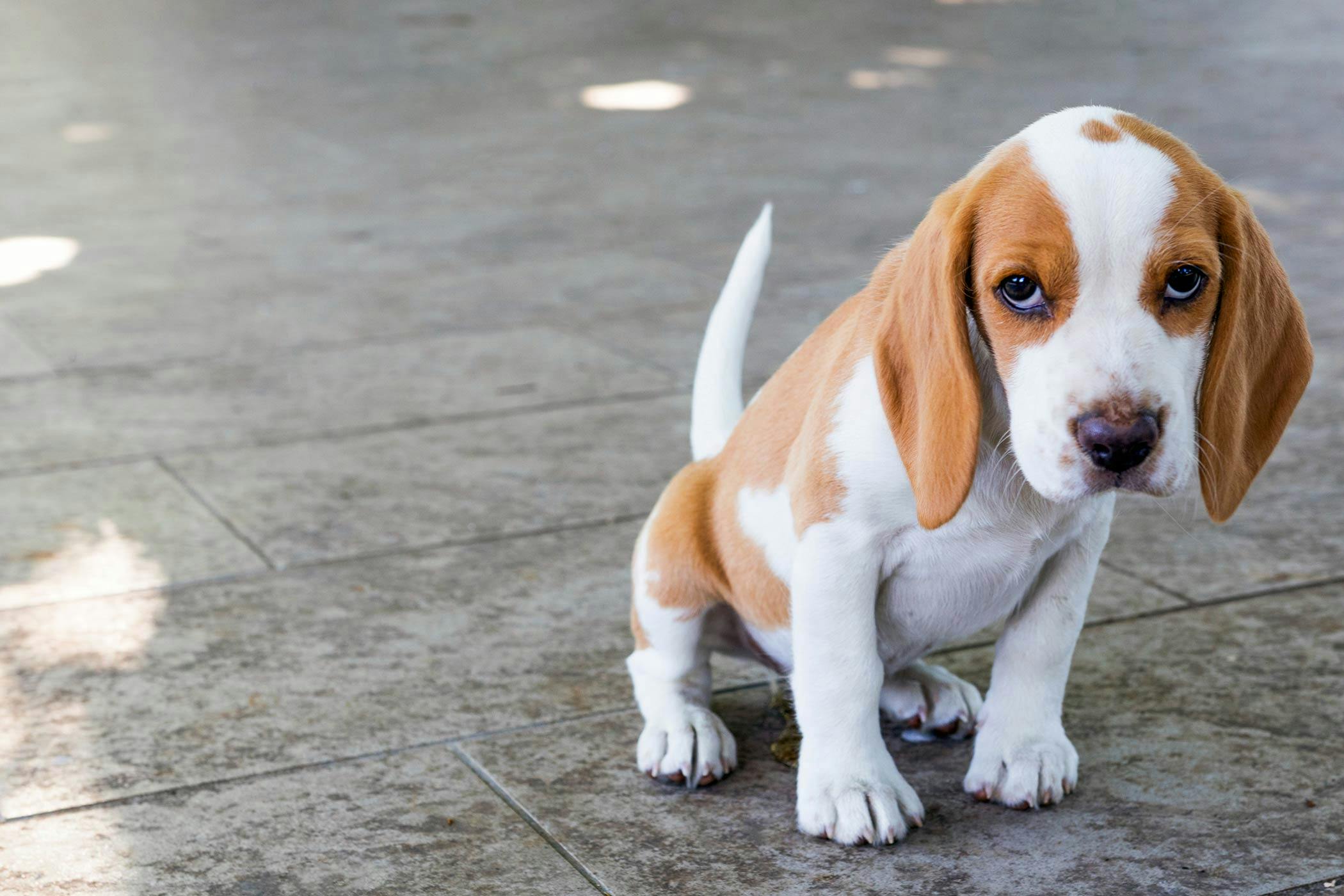 How To Train Your Beagle Dog To Be Obedient Wag