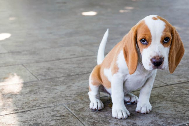 How to Train Your Beagle Dog to Be Obedient