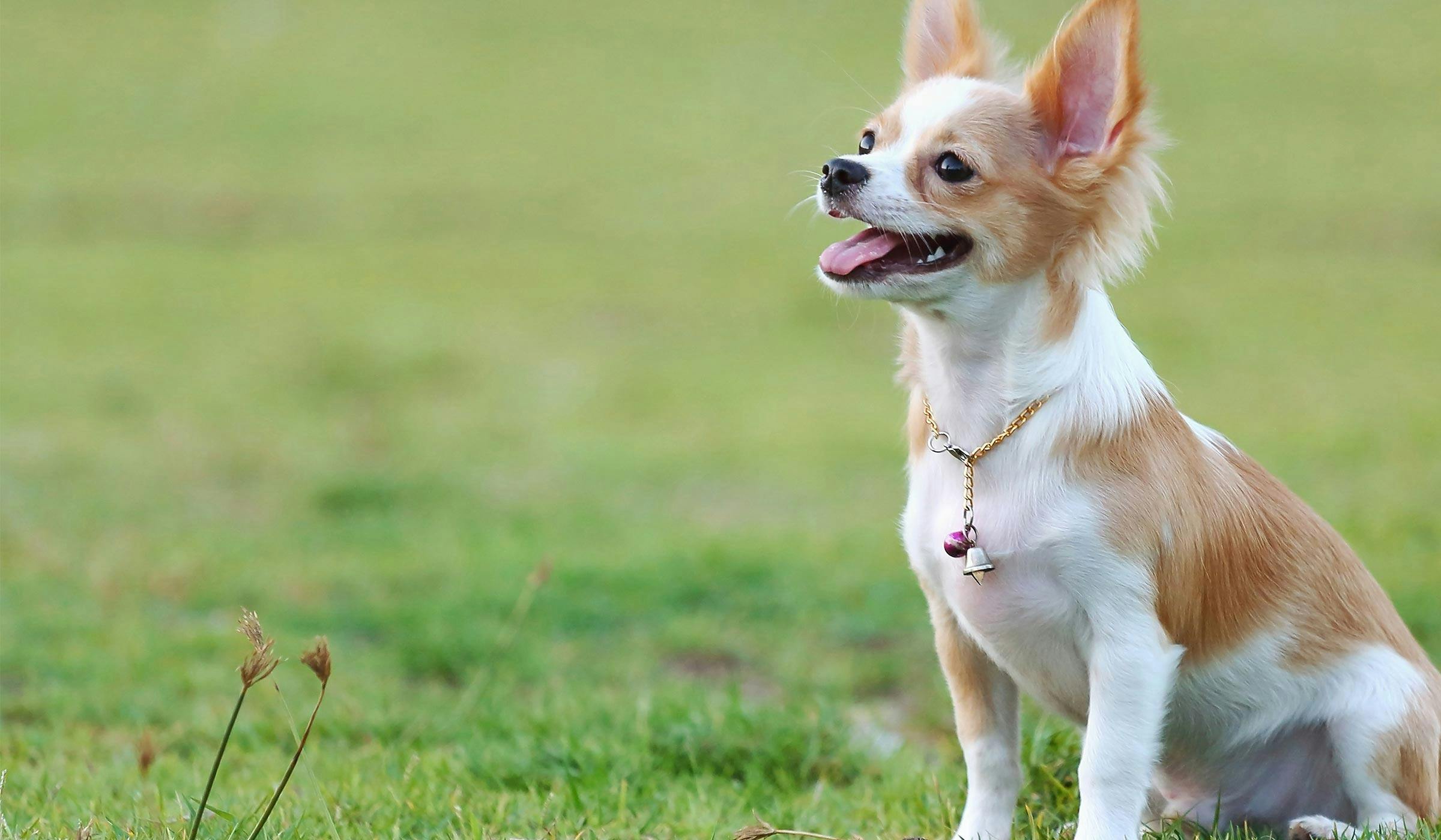 huấn luyện chó Chihuahua