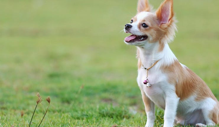 How to Train Your Chihuahua Dog to Be Obedient