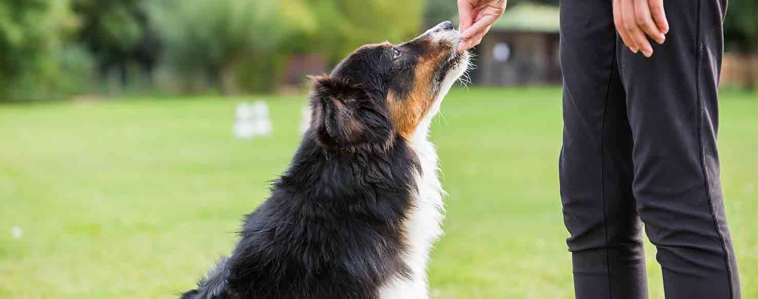 Reward Based Training method for How to Train Your Dog to Be Obedient