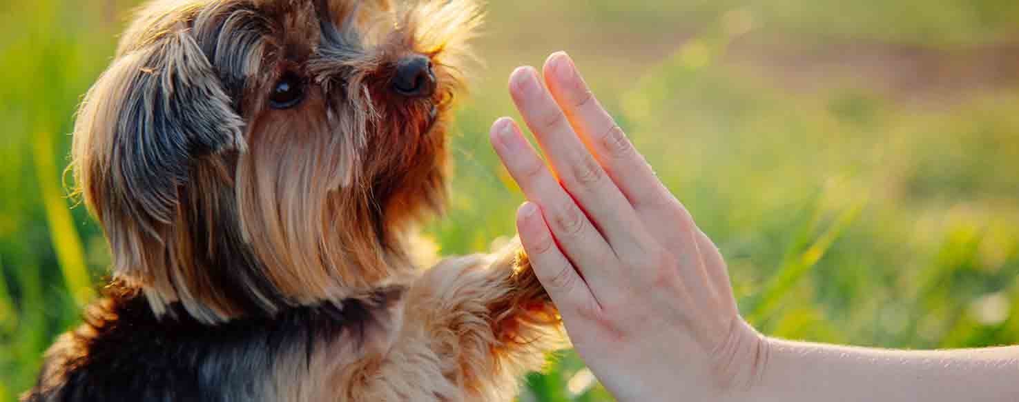 Clicker Training method for How to Train Your Dog to Be Obedient