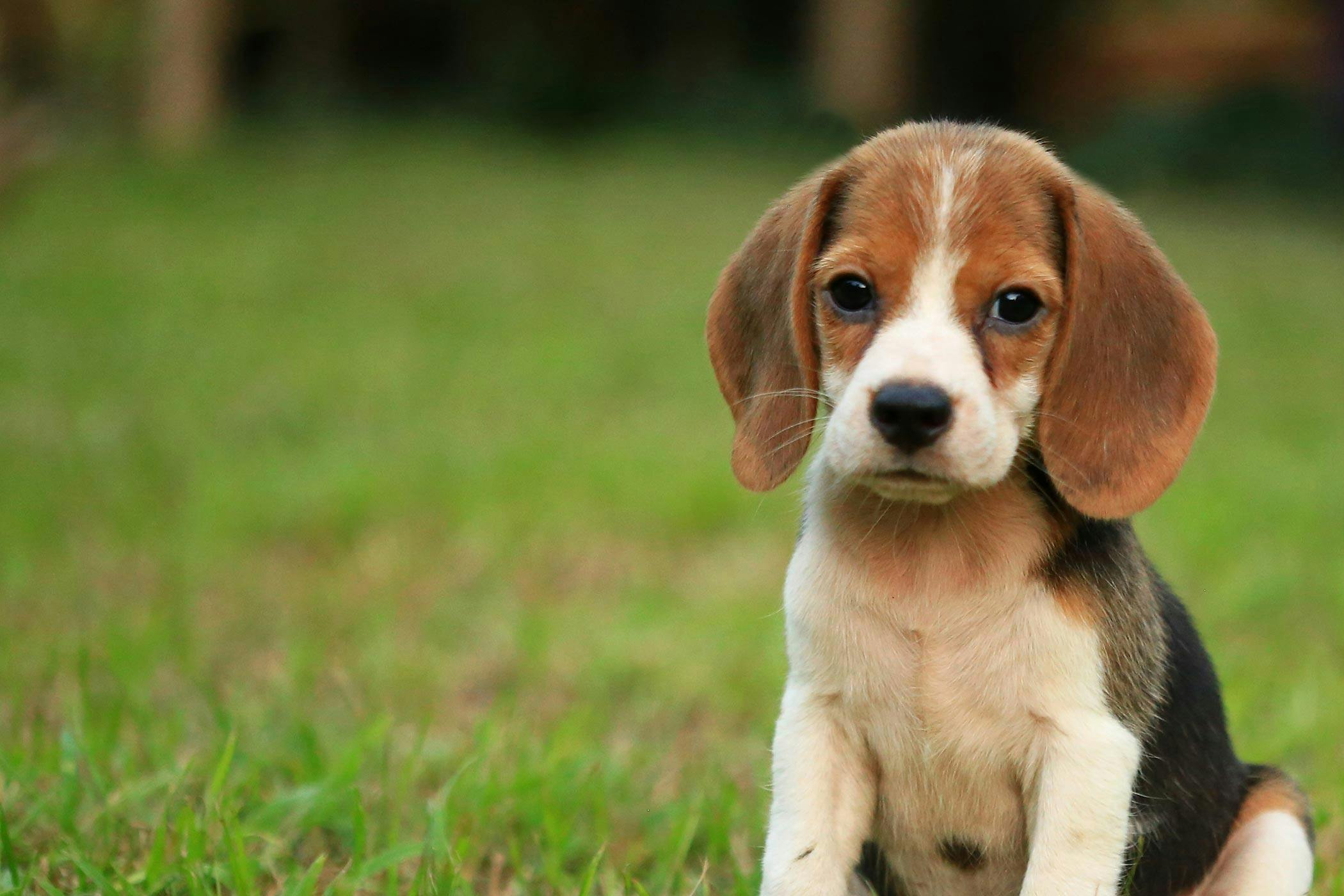 can you train a beagle not to run away?