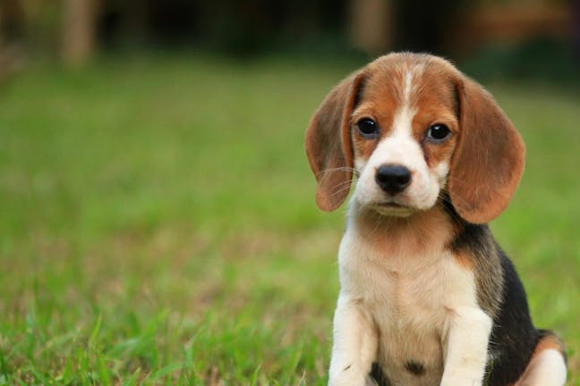 How to Train Your Beagle Dog to Be Off-Leash