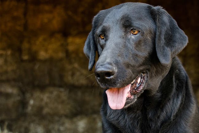 How to Train Your Barn Dog to Be Quiet How to Train Your Barn Dog to Be Quiet