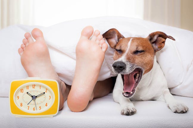 How to Train Your Dog to Be Your Alarm Clock