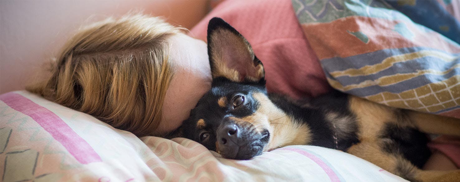 Teaching a Routine method for How to Train Your Dog to Be Your Alarm Clock