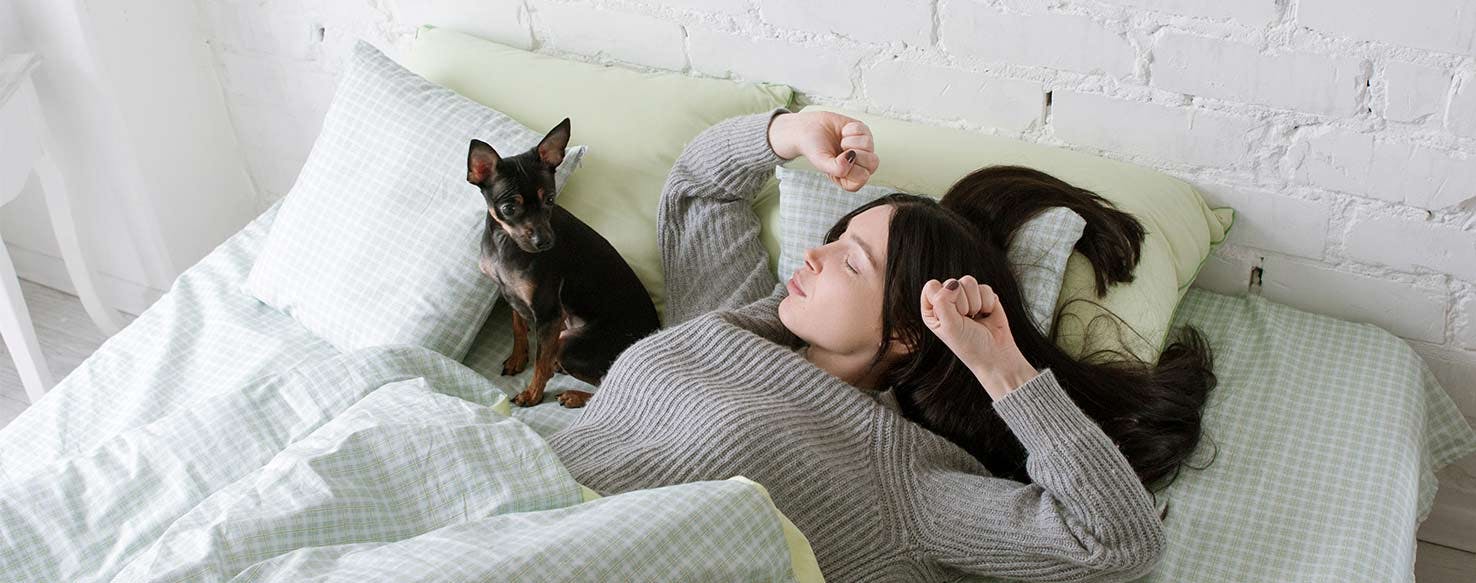 Jumping into Bed method for How to Train Your Dog to Be Your Alarm Clock