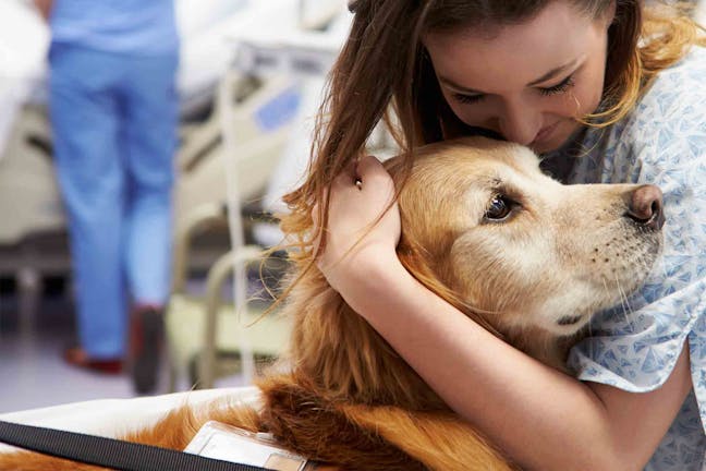How to Train Your Dog to Become a Therapy Dog