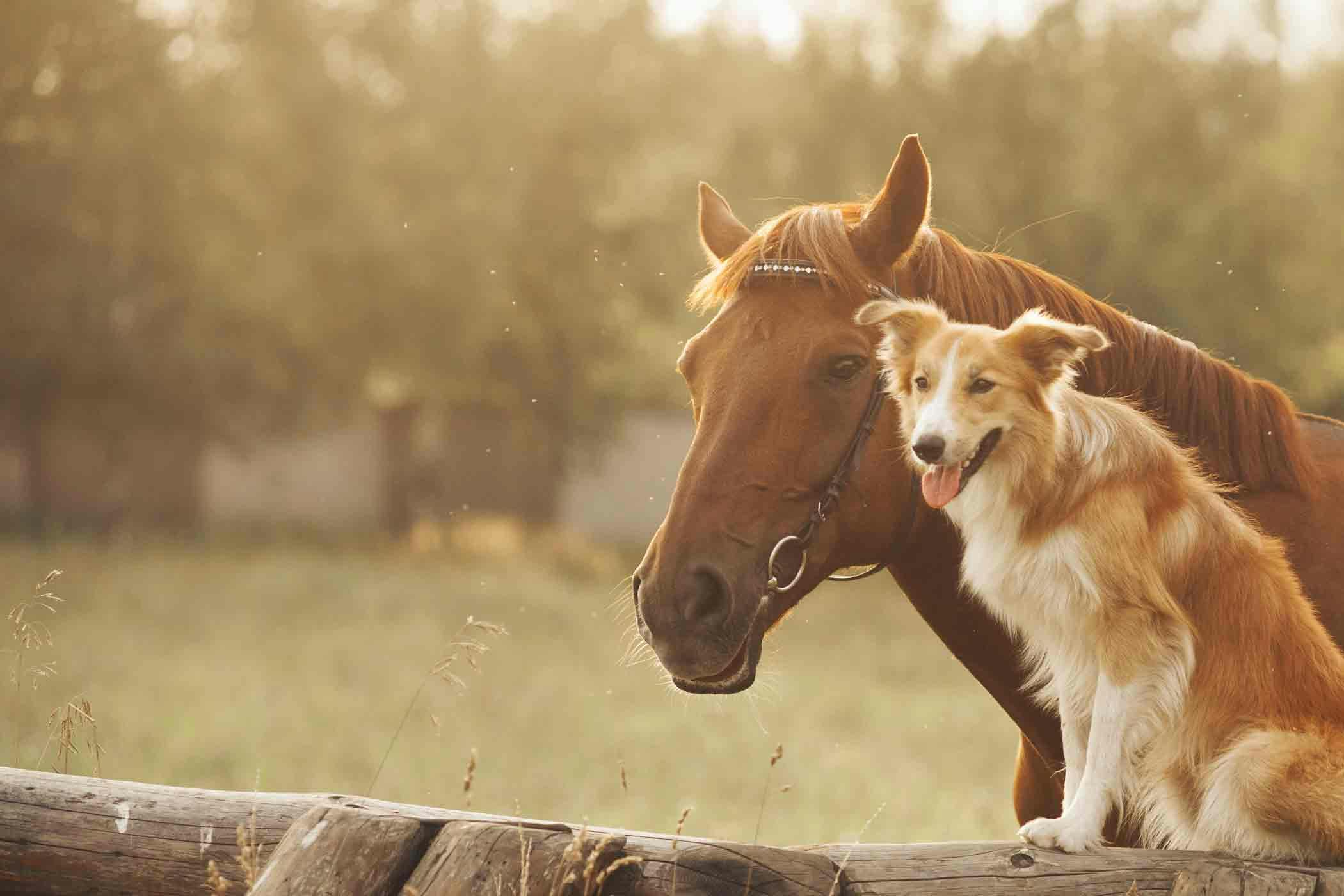 Train Your Dog to Behave Around Horses 