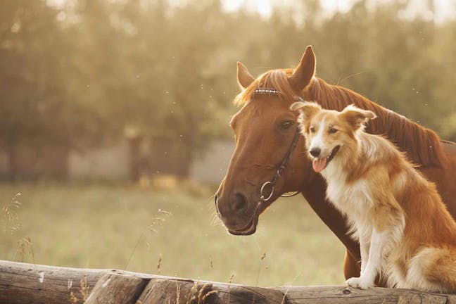 How to Train Your Dog to Behave Around Horses