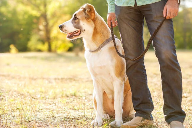 How to Train Your Dog to Behave at the Dog Park