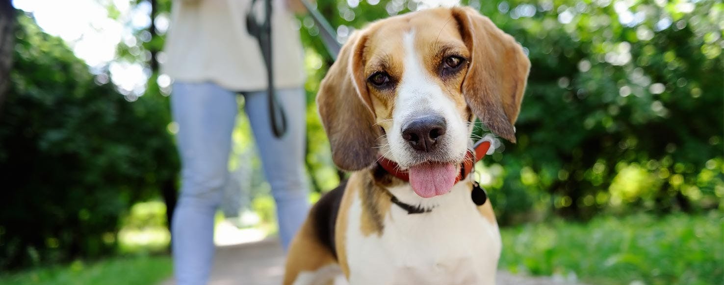 Strong Recall method for How to Train Your Dog to Behave at the Dog Park