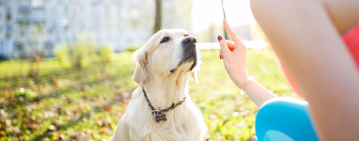 Stop in His Tracks method for How to Train Your Dog to Behave at the Dog Park