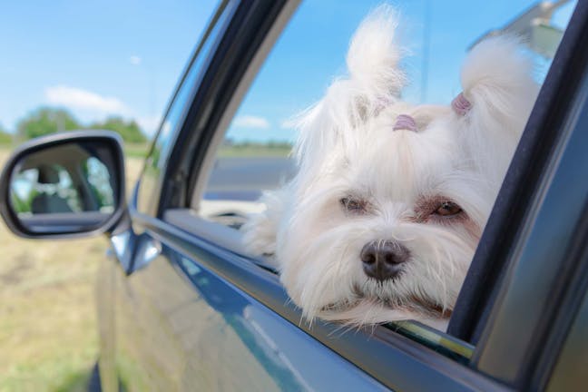 How to Train Your Dog to Behave in the Car