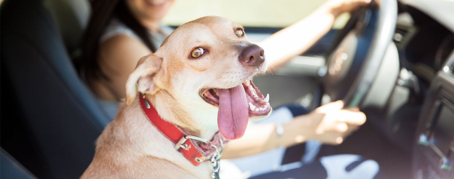 Undo Bad Memories method for How to Train Your Dog to Behave in the Car