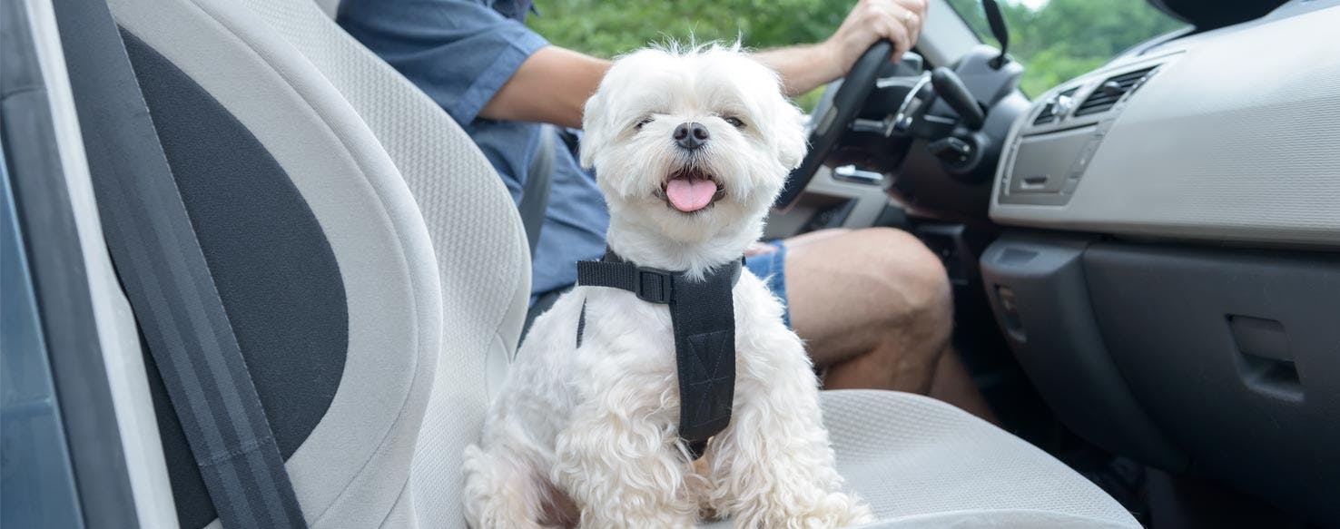 How To Train Your Dog To Behave In The Car Wag