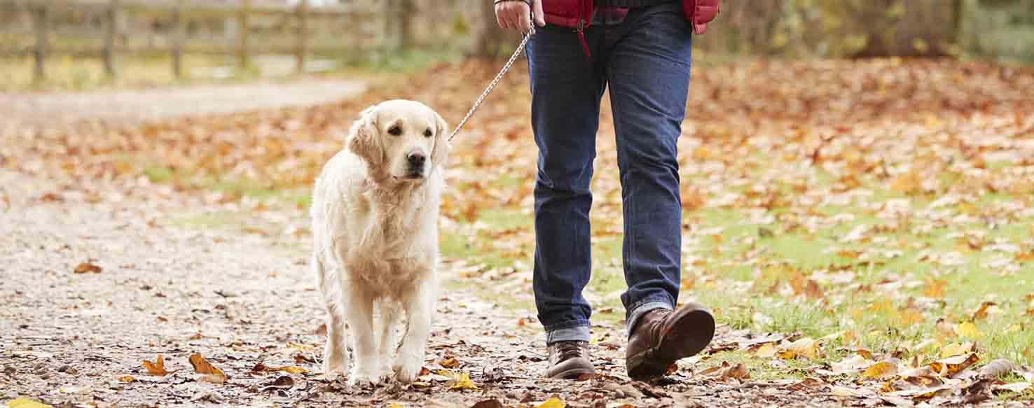 Leader of the Pack method for How to Train Your Dog to Behave on Walks