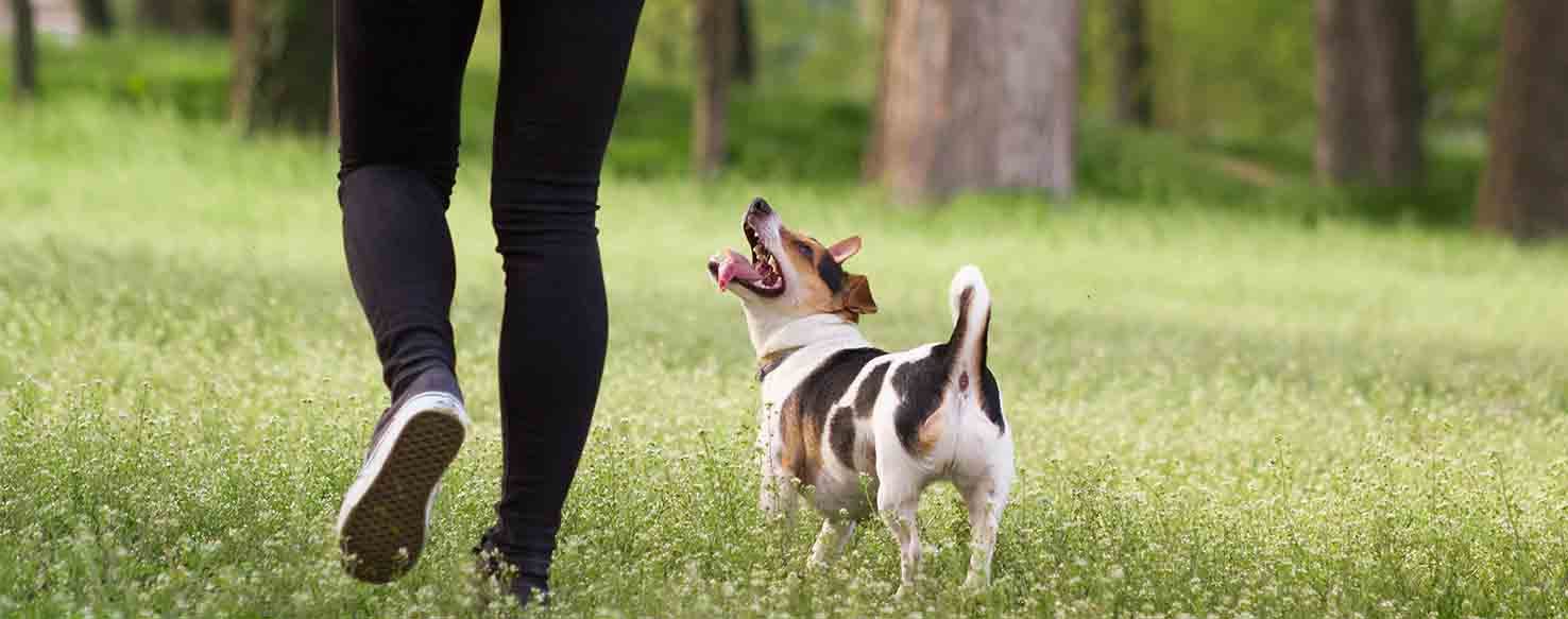 Short Leash Training method for How to Train Your Dog to Behave on Walks