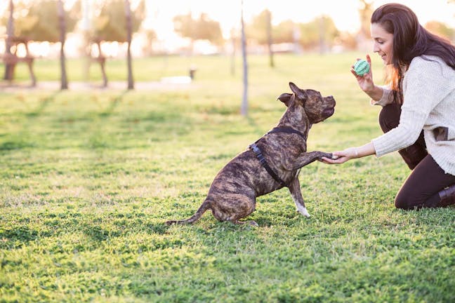 How to Train Your Older Dog to Behave
