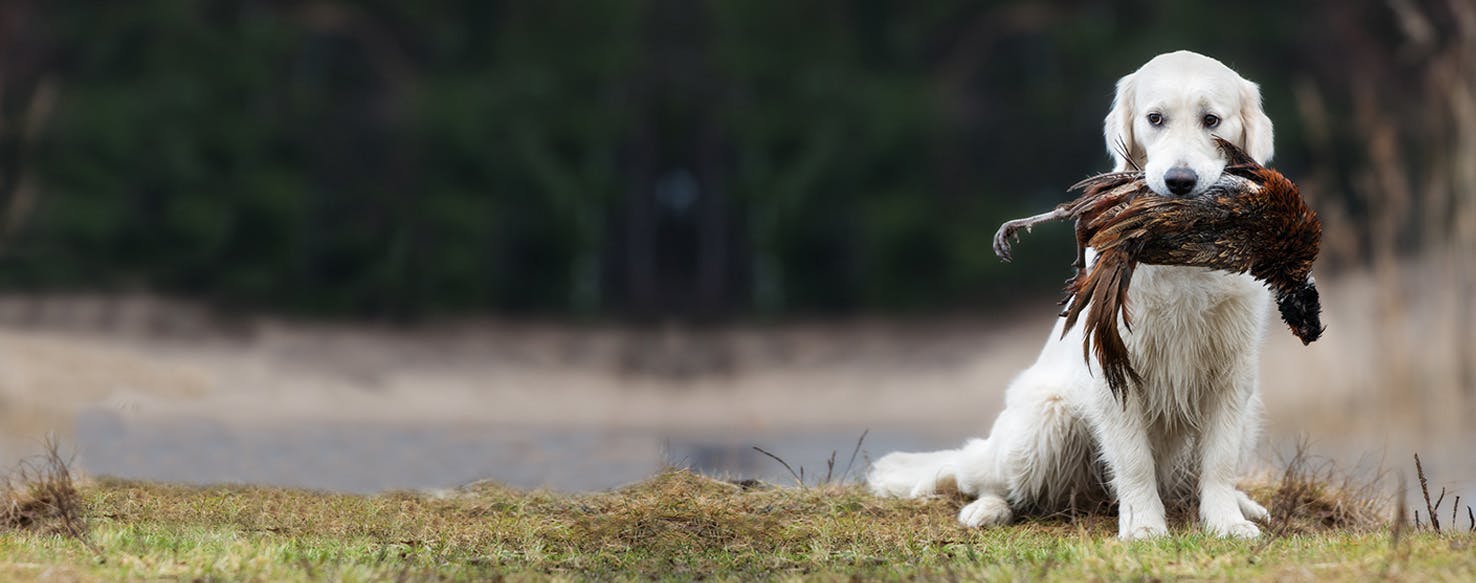 what age to start gun dog training