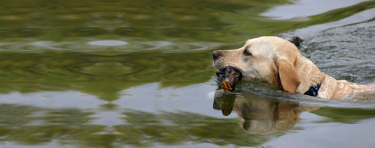 How to Train Your Dog to Blind Retrieve