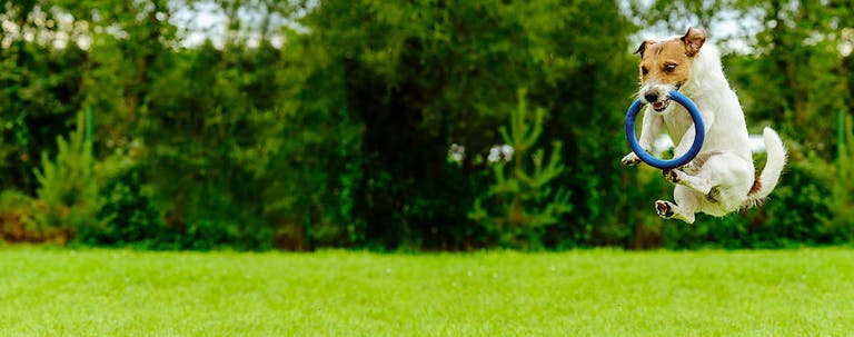 How to Train Your Small Dog to Bounce How to Train Your Small Dog to Bounce