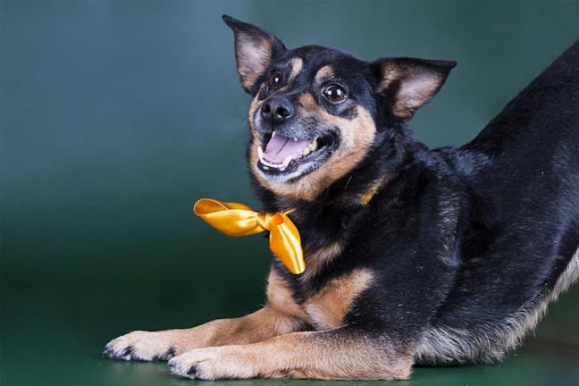 How to Train Your Dog to Bow How to Train Your Dog to Bow
