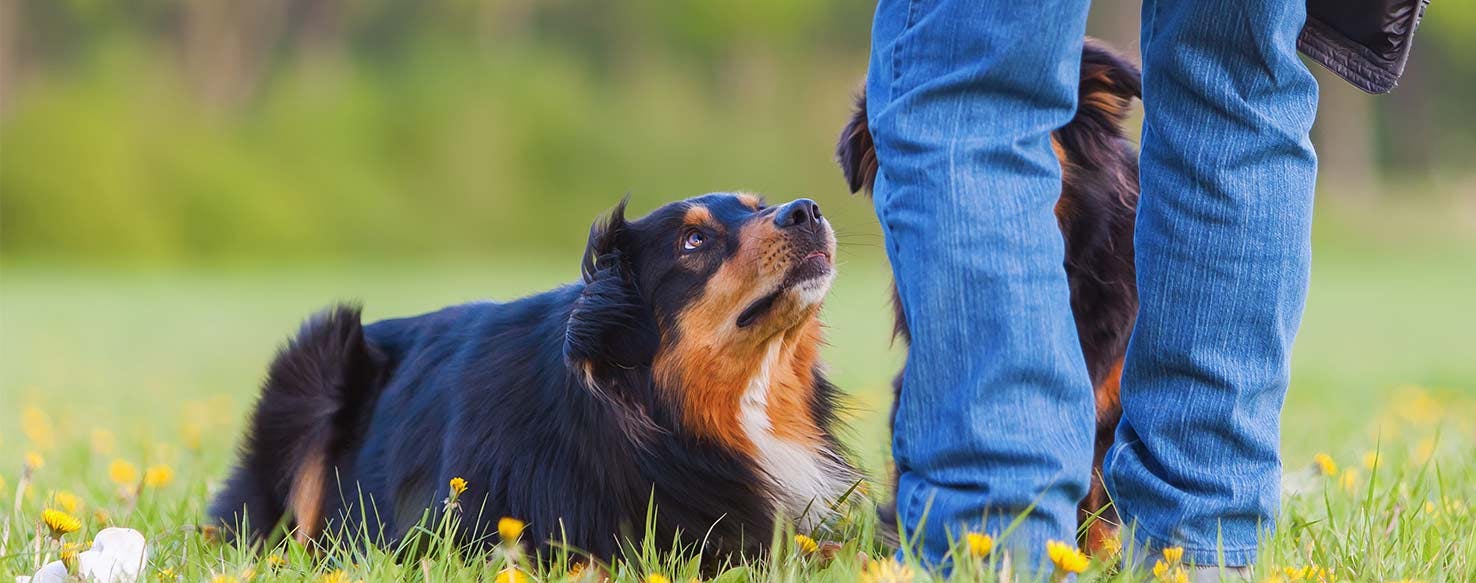 Focus on Front End method for How to Train Your Dog to Bow